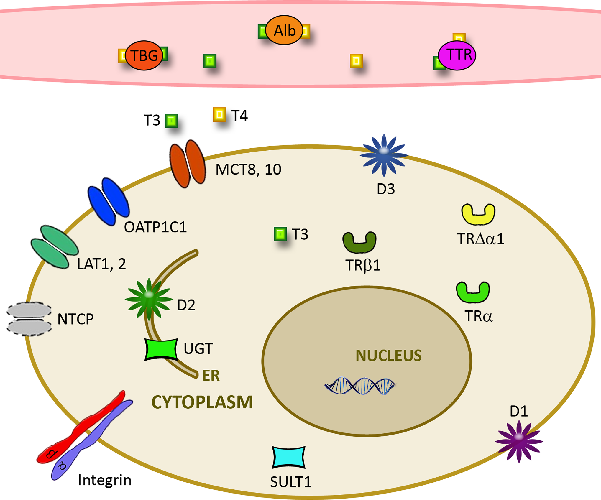 Understanding the Cellular Machinery of the Thyroid and the Physiology of Your Blood Tests
